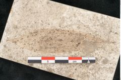 Foto (Detailansicht) von Cinnamomum lanceolatum Unger (NHMW-GEO-2024-0188-8124)